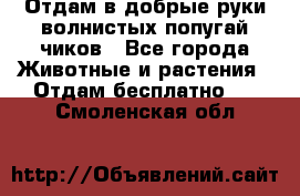 Отдам в добрые руки волнистых попугай.чиков - Все города Животные и растения » Отдам бесплатно   . Смоленская обл.